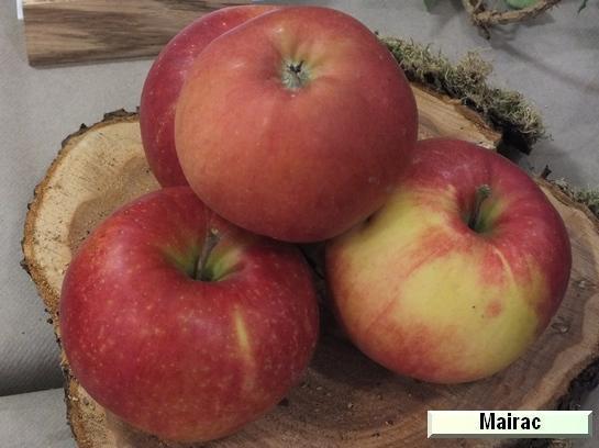 Pomme_mp Mairac®