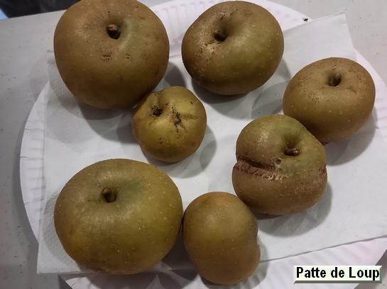 Pomme_mp Patte de Loup