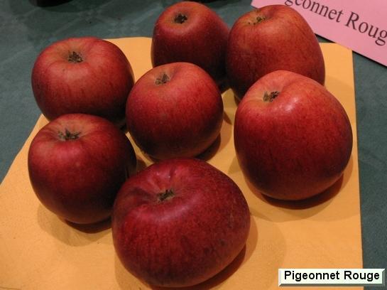 Pomme_mp Pigeonnet Rouge
