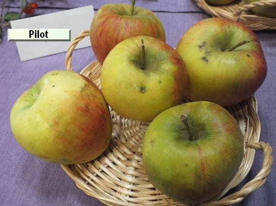 Pomme_mp Pilot