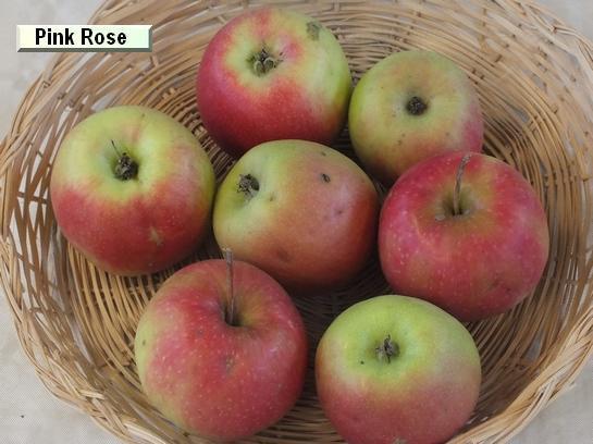 Pomme_mp Pink Rose - Pink Kiss®