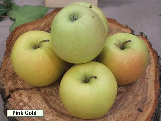 Pomme_mp Pinkgold® Leratess c.o.v.