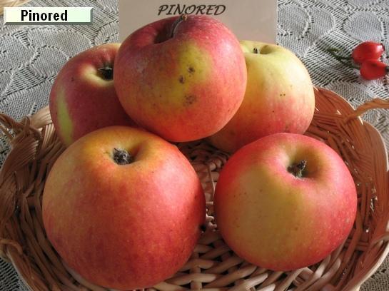 Pomme_mp Pinored