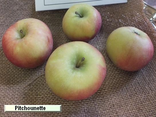 Pomme_mp Pitchounette c.o.v.