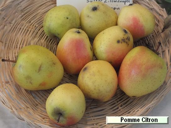 Pomme_mp Pomme Citron
