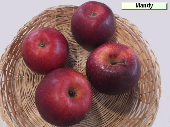Pomme_mp Mandy® Inolov c.o.v.