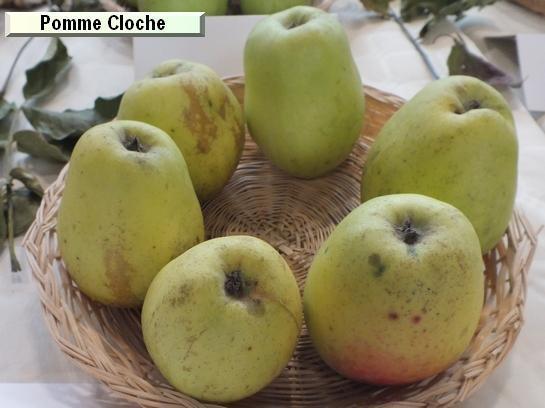 Pomme_mp Pomme Cloche Pomme_mp Pomme Cloche