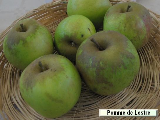 Pomme_mp Pomme de Lestre