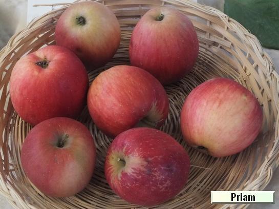 Pomme_mp Priam