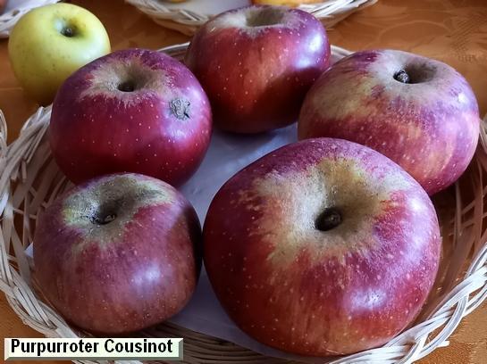 Pomme_mp Purpurroter Cousinot