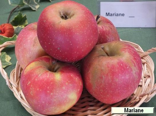 Pomme_mp Mariane