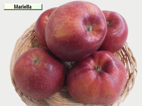Pomme_mp Mariella®