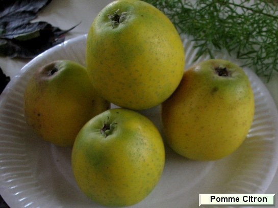 Pomme Pomme Citron