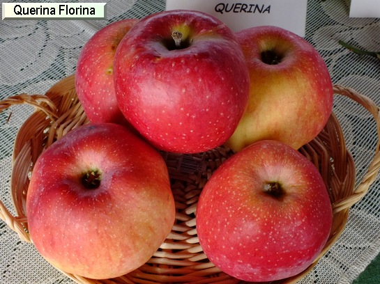 Pomme Quérina (ex. Florina)