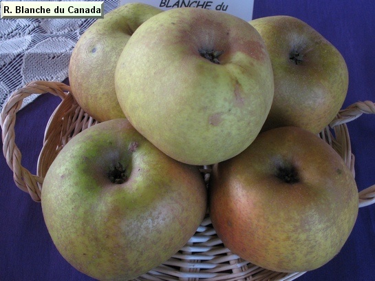 Pomme Reinette Blanche du Canada