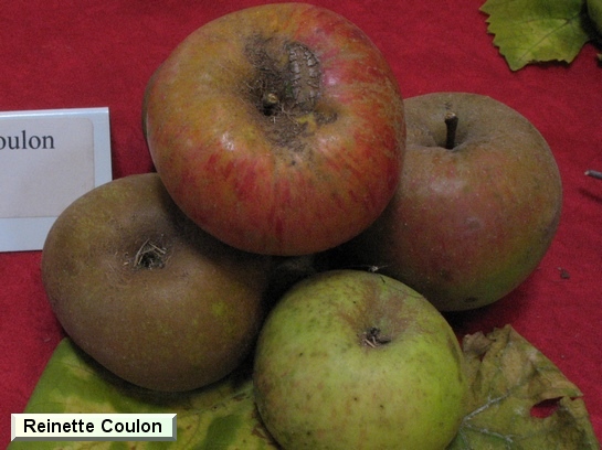 Pomme Reinette Coulon