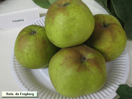 Pomme Reinette de Freyberg