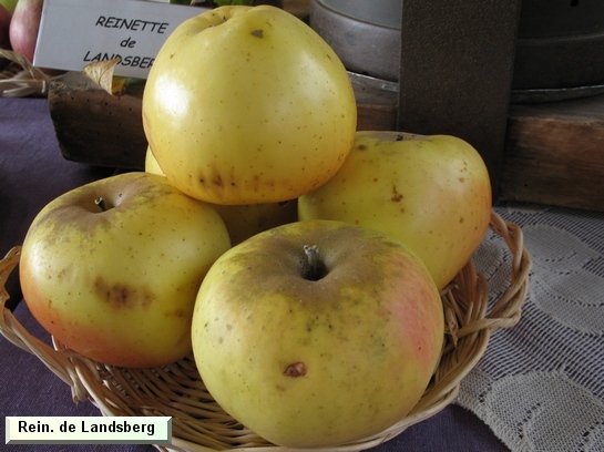 Pomme Reinette de Landsberg
