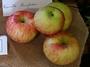 Reinette Anglaise