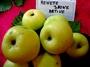 Reinette Jaune Hative