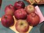 Roter Eckapfel
