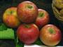 Rubinette® Rosso Rafzubek