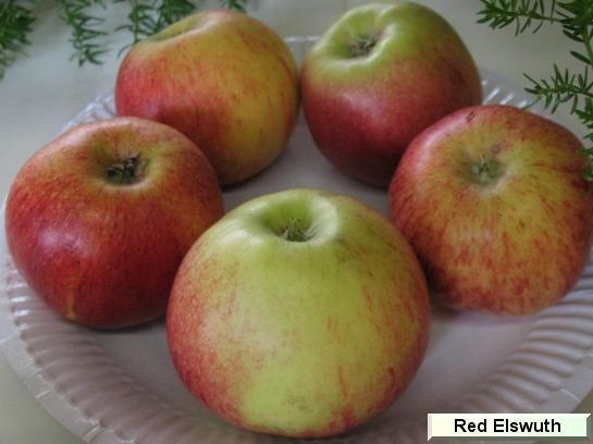 Pomme_qu Red Elswout Bel El®