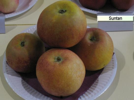 Pomme_qu Suntan c.o.v.