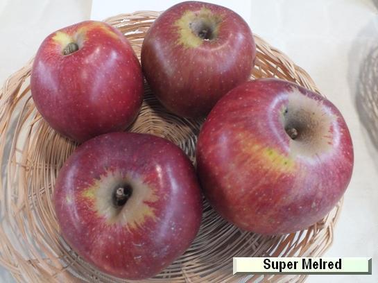 Pomme_qu Super Melred® Pomme_qu Super Melred®