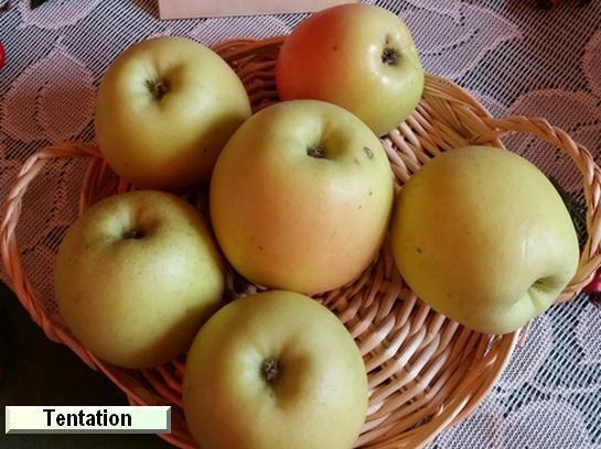 Pomme_qu Tentation®