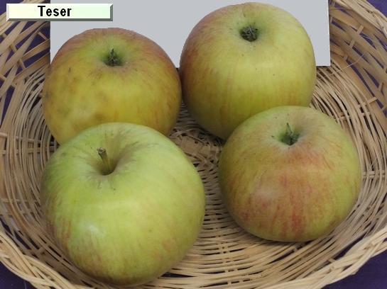 Pomme_qu Teser