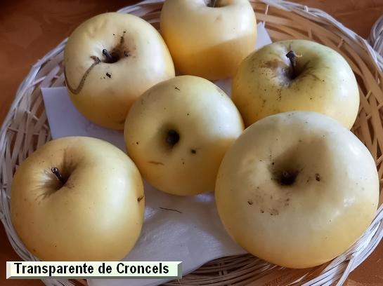 Pomme_qu Transparente de Croncels