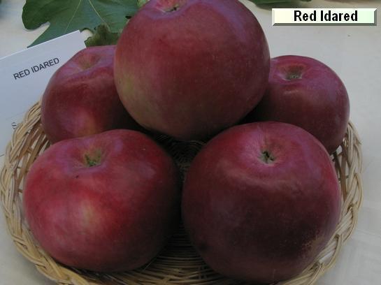 Pomme_qu Red Idared c.o.v.