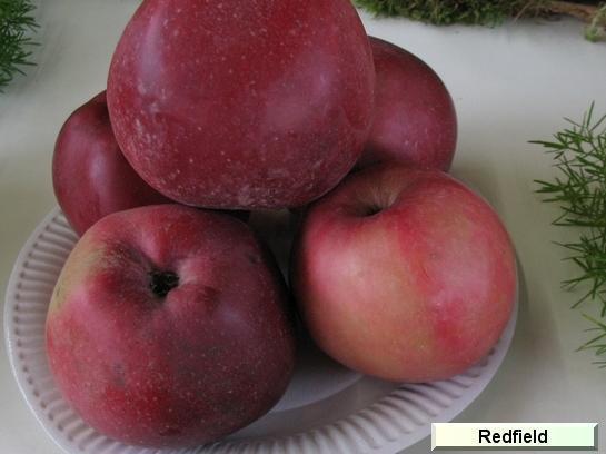 Pomme_qu Redfield®
