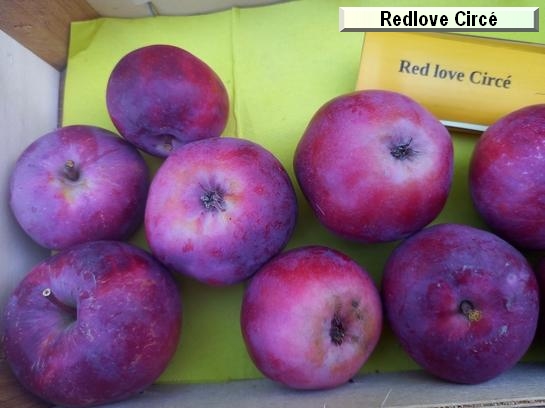 Pomme_qu Redlove® Circé®