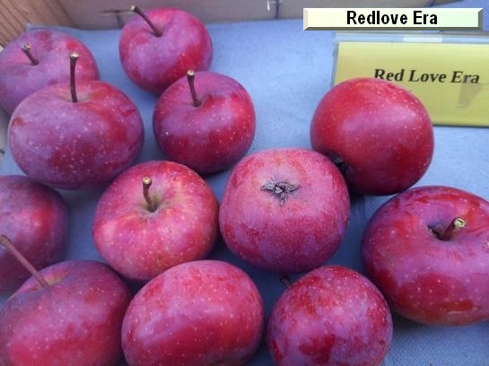 Pomme_qu Redlove® Era®