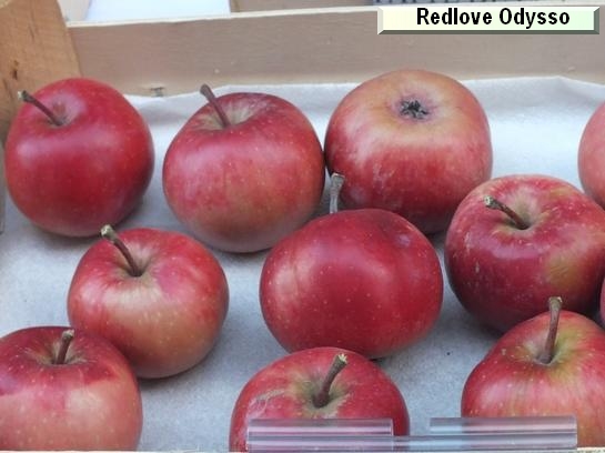 Pomme_qu Redlove® Odysso®