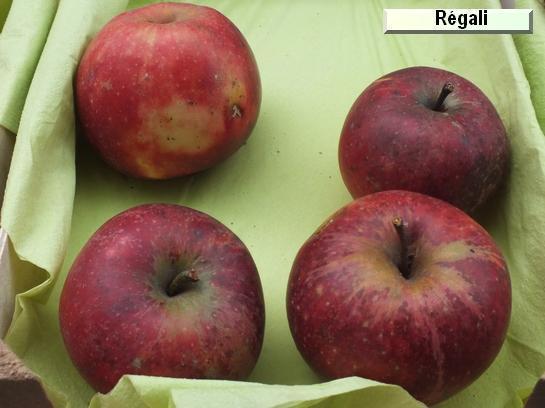 Pomme_qu Regali