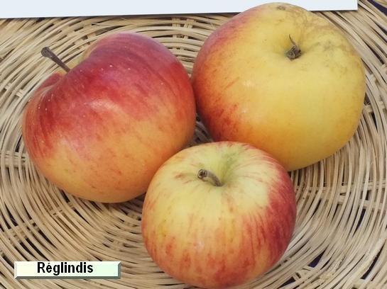 Pomme_qu Reglindis®