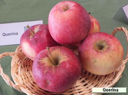 Pomme_qu Quérina (ex. Florina)
