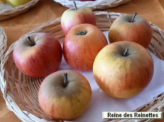 Pomme_qu Reine des Reinettes