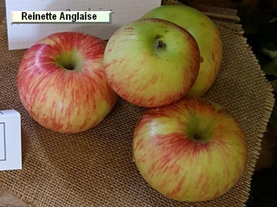 Pomme_qu Reinette Anglaise