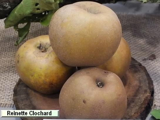 Pomme_qu Reinette Clochard
