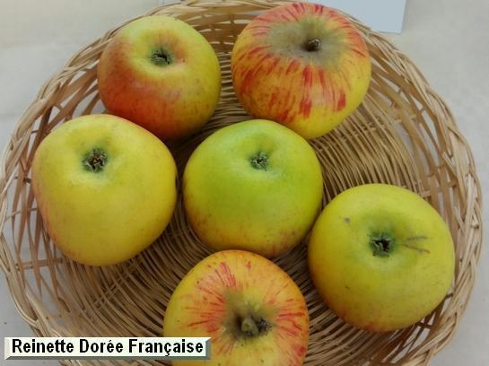 Pomme_qu Reinette Dorée Française
