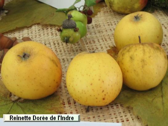 Pomme_qu Reinette Dorée de l'Indre