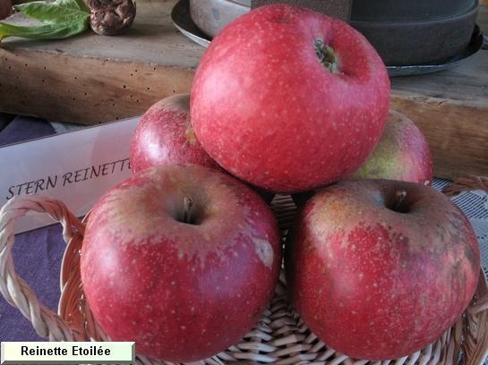 Pomme_qu Reinette Etoilée