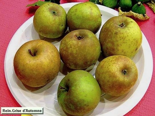 Pomme_qu Reinette Grise d'automne