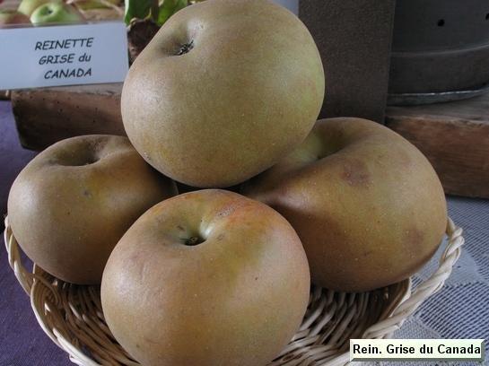 Pomme_qu Reinette Grise du Canada