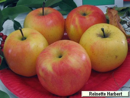 Pomme_qu Reinette Harbert