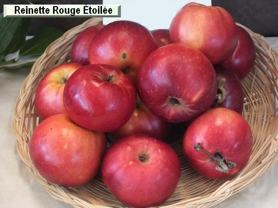 Pomme_qu Reinette Rouge Étoilée